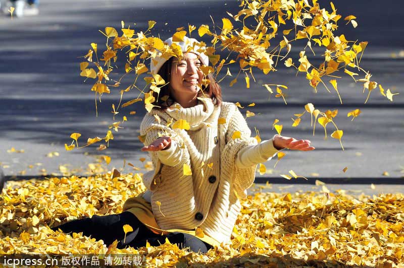 Golden ginkgo lightens Beijing up