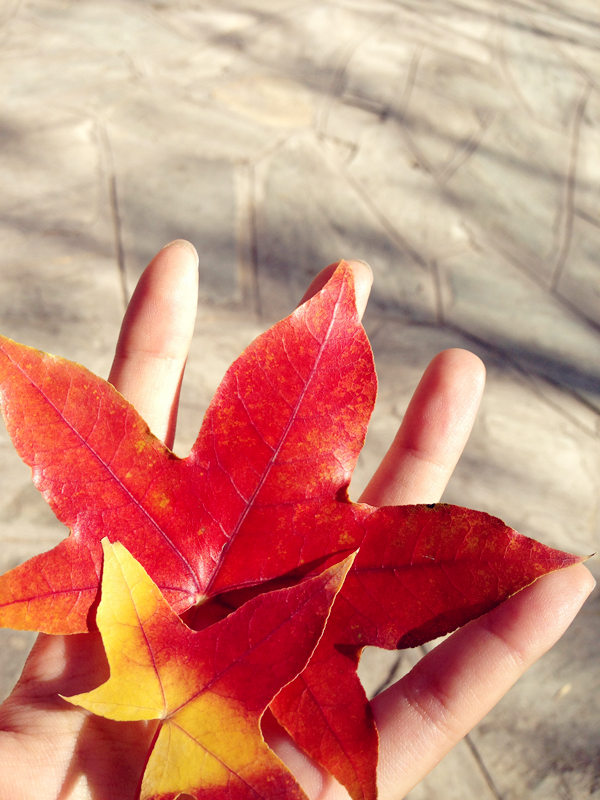 Seize the last moments of autumn at the Beigong National Forest Park