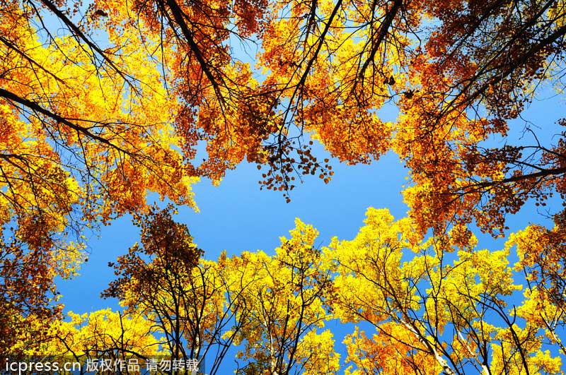 Birch trees enhance winter landscape