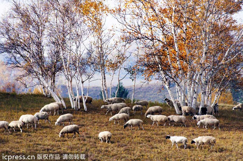 Birch trees enhance winter landscape