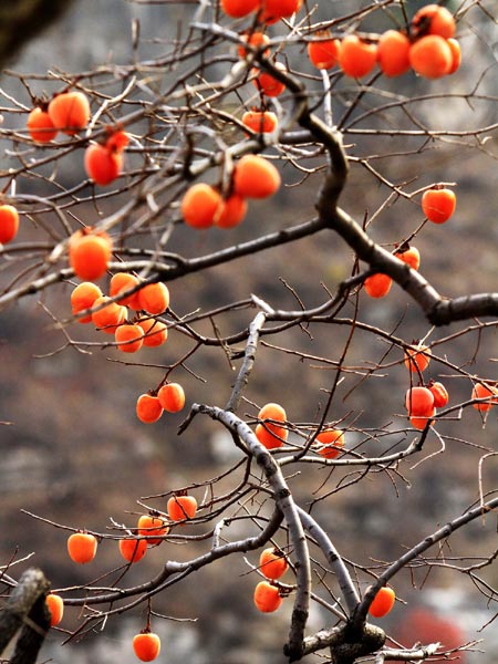 Villages of persimmons