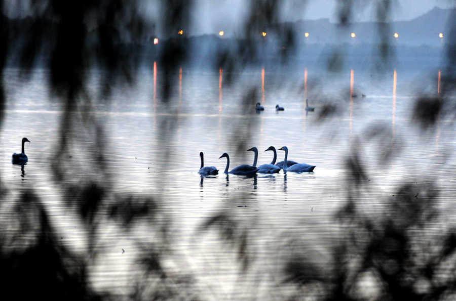 Paradise for swans