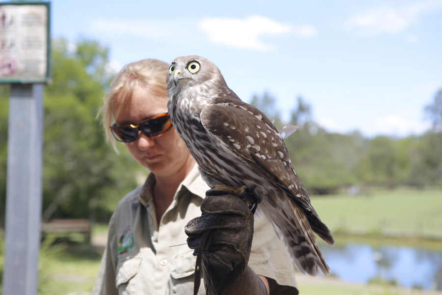 Adorable creatures in the Lone Pine Koala Sanctuary in Australia