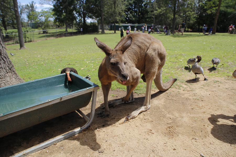 Adorable creatures in the Lone Pine Koala Sanctuary in Australia