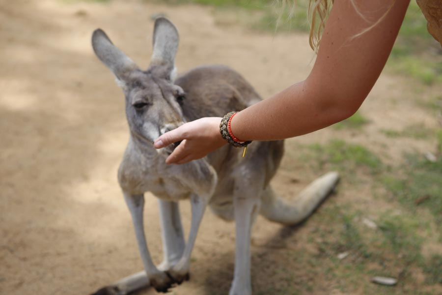 Adorable creatures in the Lone Pine Koala Sanctuary in Australia