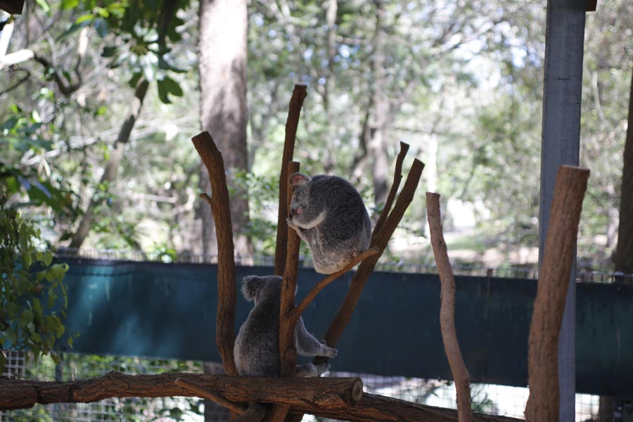 Adorable creatures in the Lone Pine Koala Sanctuary in Australia