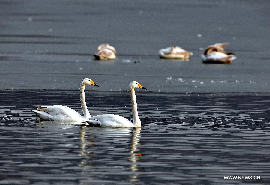 Swans swim at wetland on Yellow River