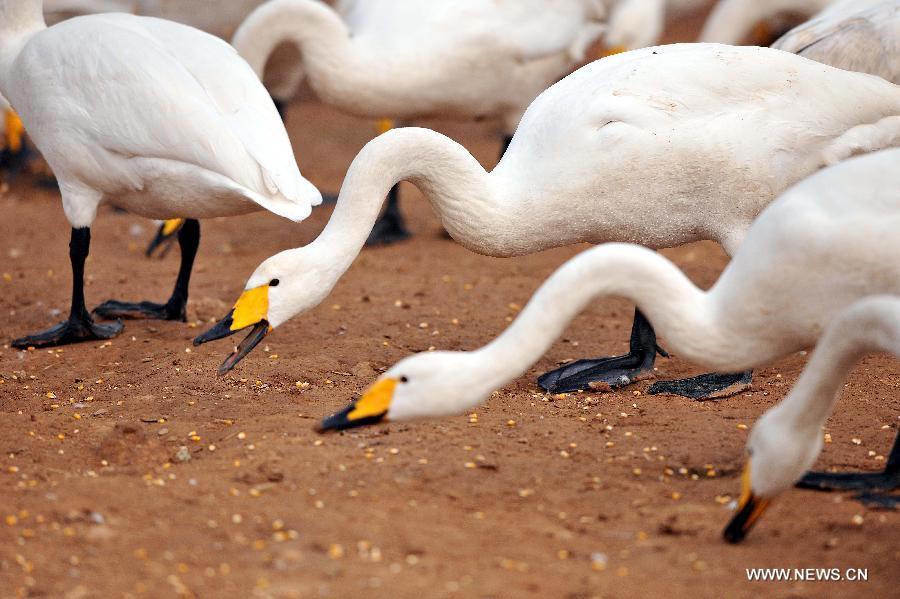 Swans swim at wetland on Yellow River