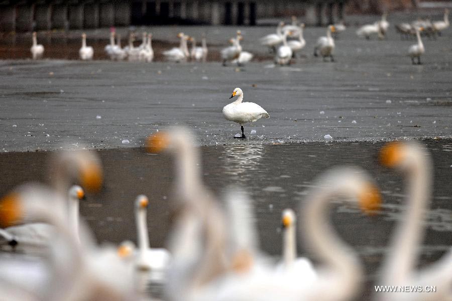 Swans swim at wetland on Yellow River