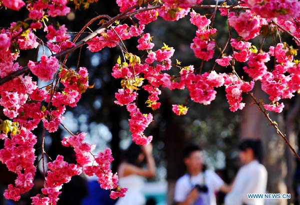 Beautiful cherry blossoms in Kunming