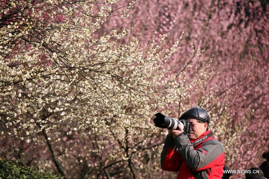 Plum blossoms in Nanjing