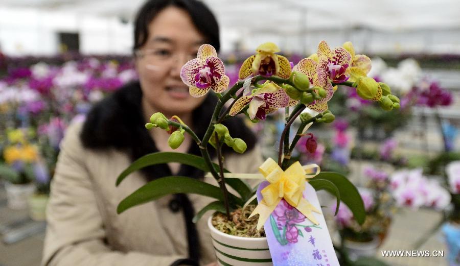 In pictures: mini orchis from Taiwan seen in Beijing