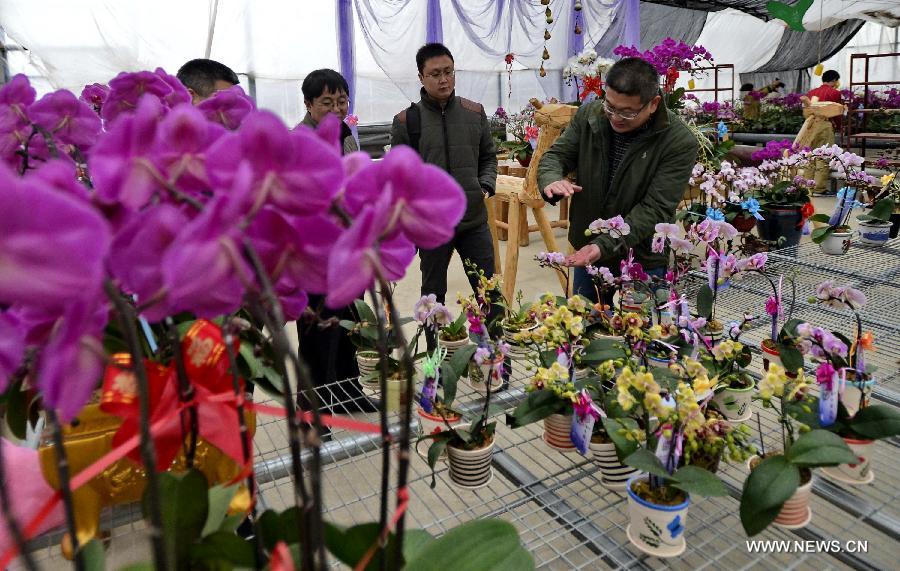 In pictures: mini orchis from Taiwan seen in Beijing