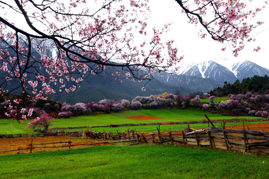 Peach flower destination: Galang village in Tibet
