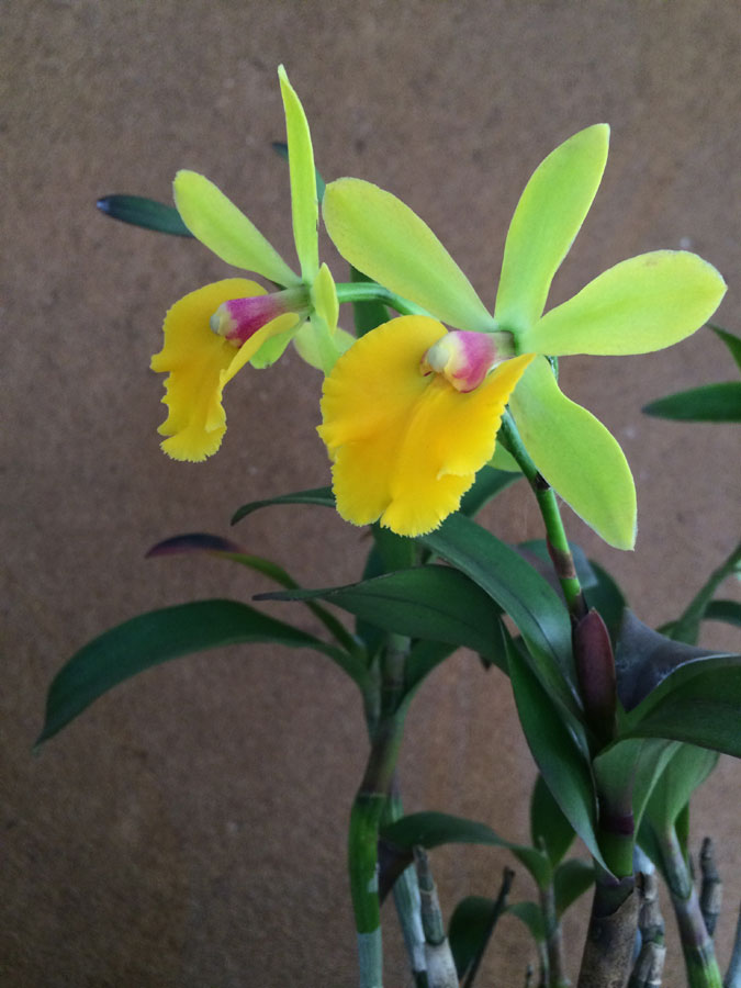 Orchid festival blossoms