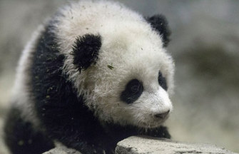 Panda Xing Bao on official presentation at Madrid Zoo