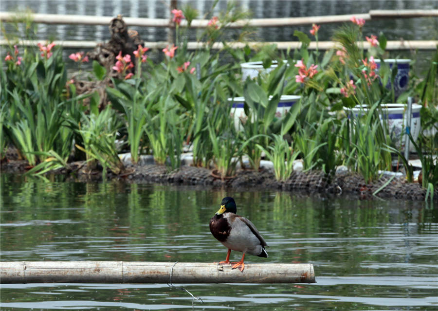 A bird-watching island in Shichahai