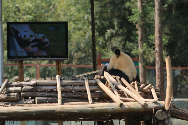 Zoo tries to lift panda's spirits with new swing