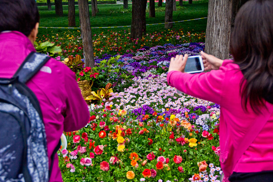 Bloom and bust: Jingshan Park's Peony Festival