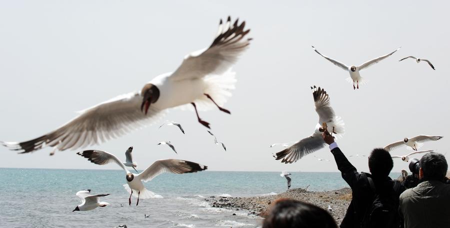 Qinghai Lake: Habitat for over 400,000 birds every year