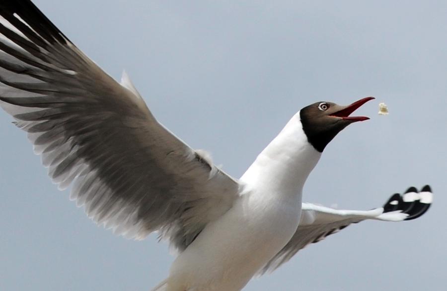 Qinghai Lake: Habitat for over 400,000 birds every year