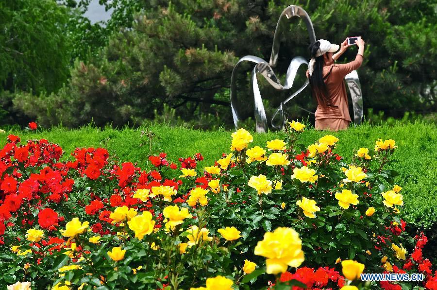 Tourists view Chinese roses in Beijing Botanical Garden