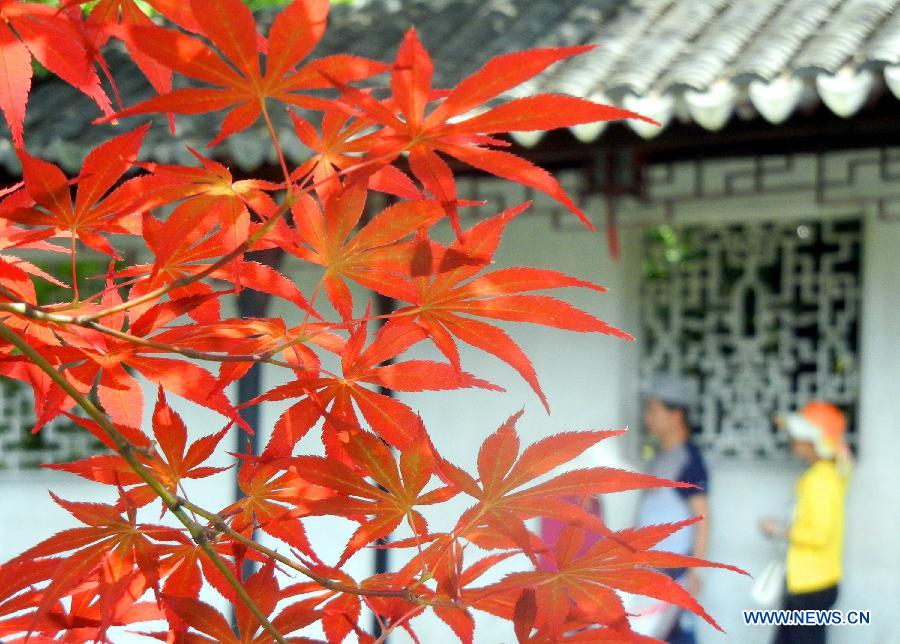 Japanese maple trees at the Humble Administrator’s Garden