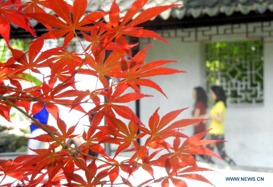 Japanese maple trees at the Humble Administrator’s Garden