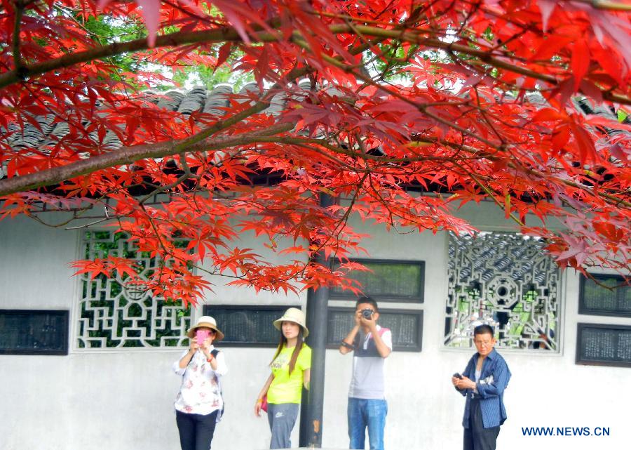 Japanese maple trees at the Humble Administrator’s Garden