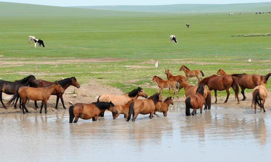 Beautiful scenery of Hulun Buir grassland