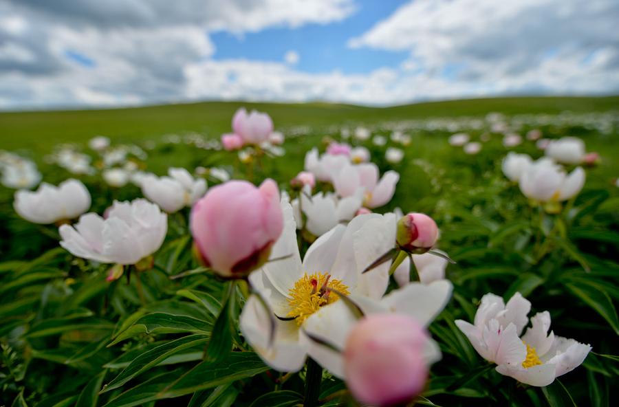 Scenery of Ulgai Grassland in N China