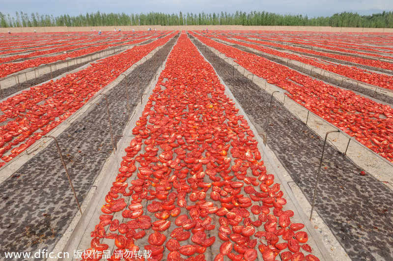 Beautiful blossoms and harvests of Xinjiang