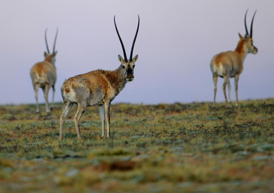 Scenery of Qiangtang Nature Reserve in Tibet