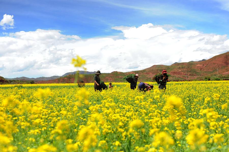 Cole flowers bloom in Bolo, China's Tibet