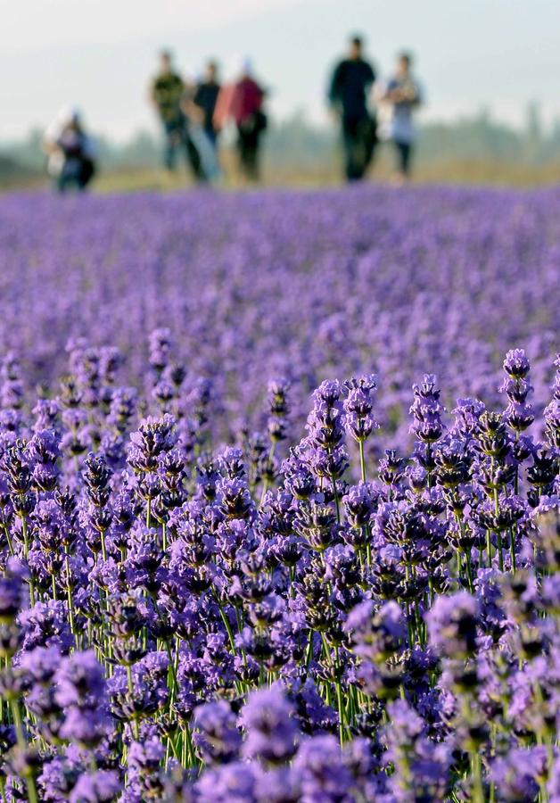 China's lavender town: Xinjiang Ili River Valley