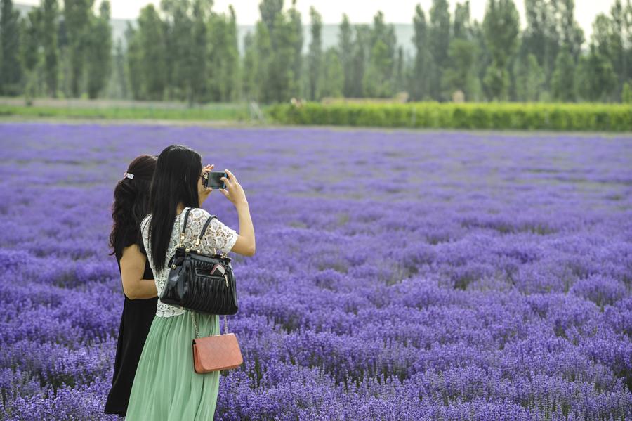 China's lavender town: Xinjiang Ili River Valley
