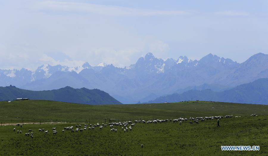 Summer scenery of grassland in Qilian Mountains attracts tourists