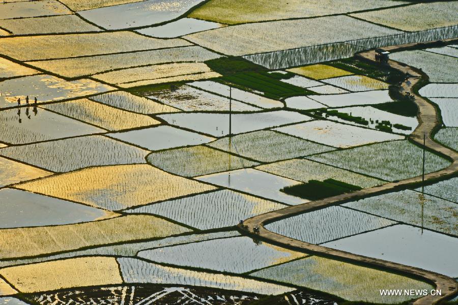 Paddy fields in Guangxi's Baisha village