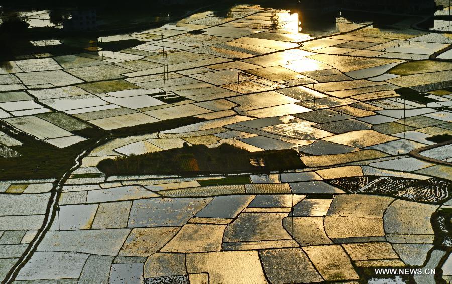 Paddy fields in Guangxi's Baisha village