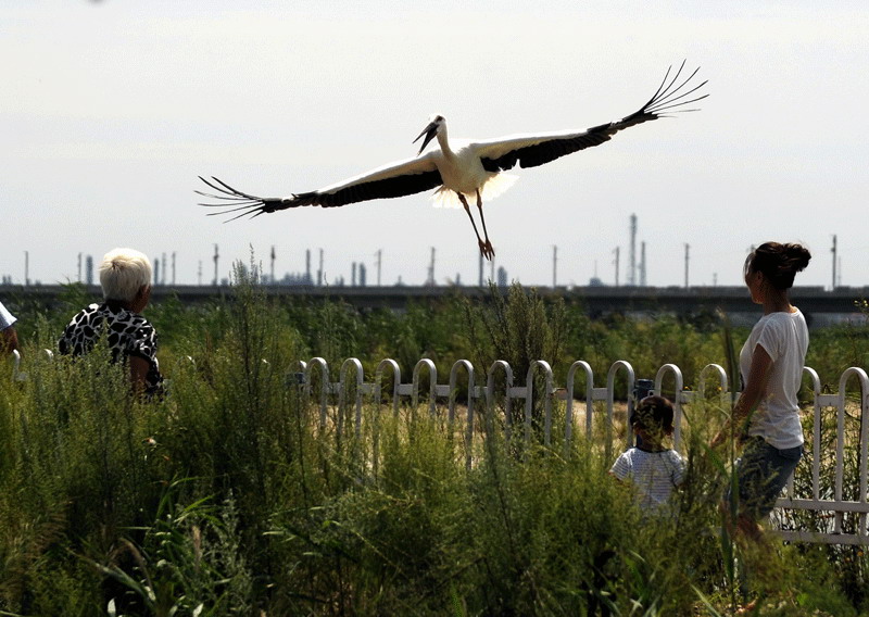 Five Oriental white storks released back into the wild in NE China
