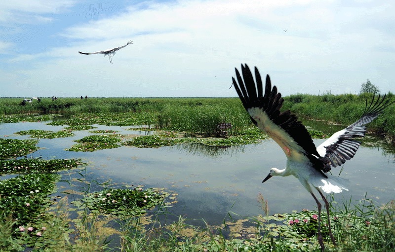 Five Oriental white storks released back into the wild in NE China