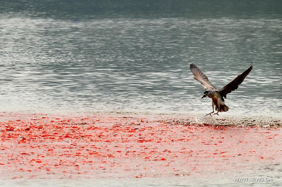 Yellow River Wetland: heaven for birds