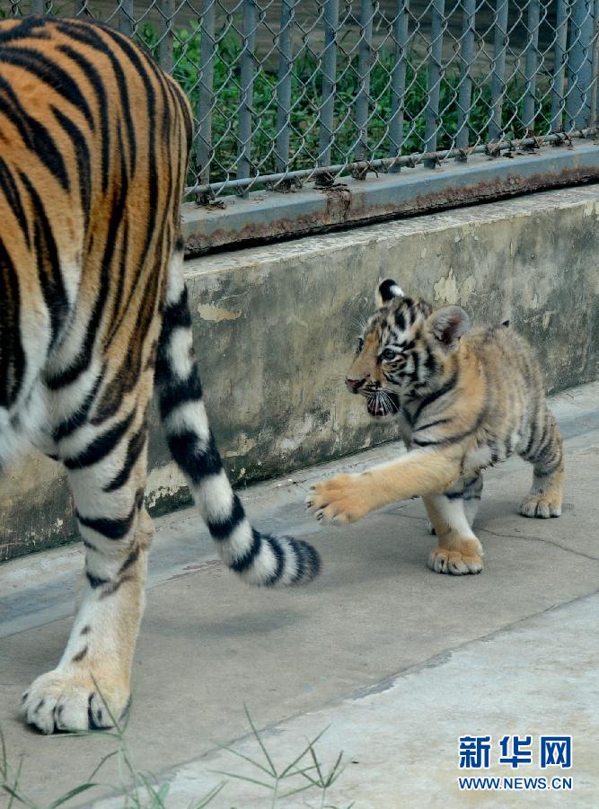 Young tiger says hello to visitors