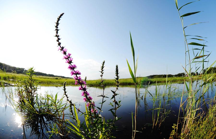 Charming wetland around Khanka Lake