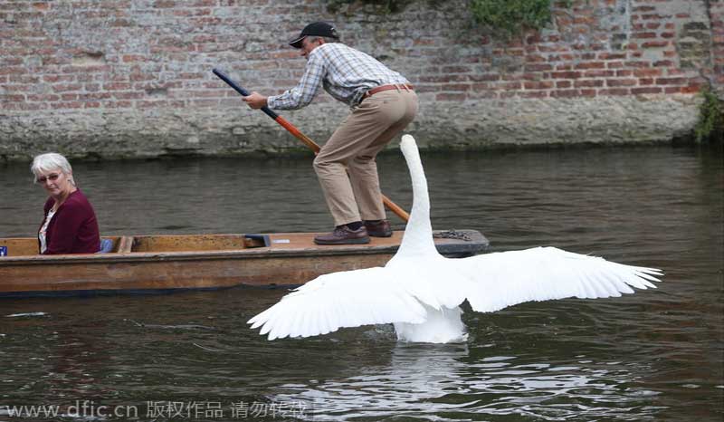 Vicious swan bullies tourists and rowers on the River Cam