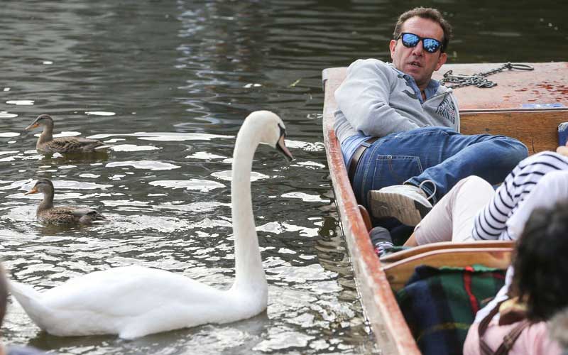 Vicious swan bullies tourists and rowers on the River Cam