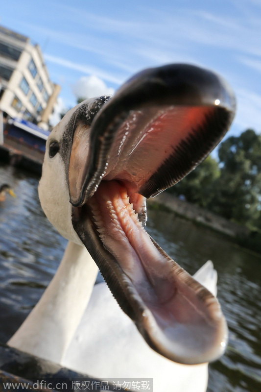 Vicious swan bullies tourists and rowers on the River Cam