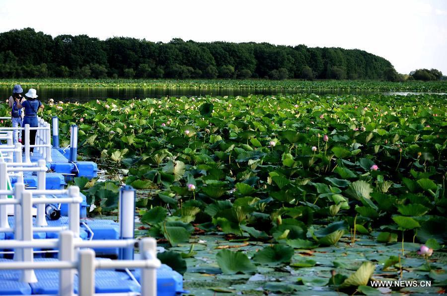 Wild lotus in NE China's Crescent Lake
