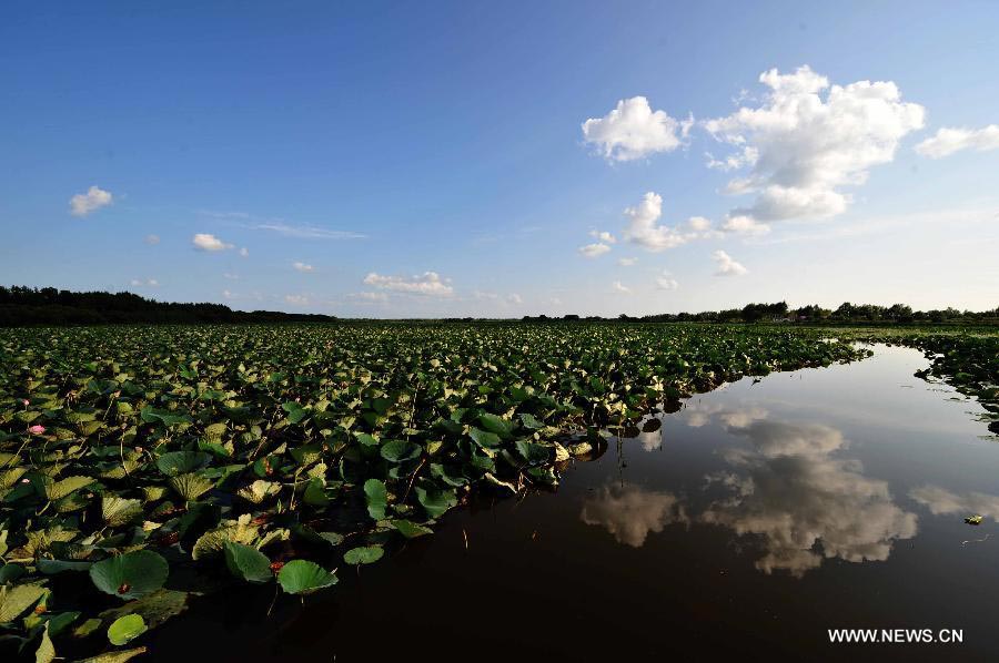 Wild lotus in NE China's Crescent Lake