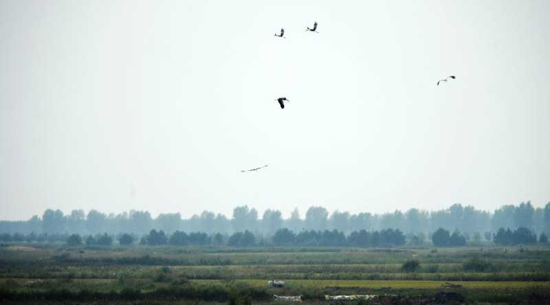 Tourists visit wetland of Honghe National Nature Reserve